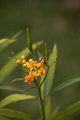 Caterpillar on a Seed Pod in a Natural Environment in a Asclepias curassavica on a sunny Peru