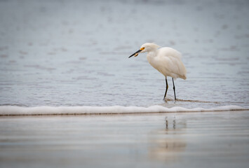 great white heron