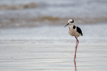 Black and white bird in the beach