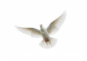 White dove flying isolated on white background
