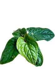 Anthurium Scandens (Sirih Radican) Tropical Vine Plant in Natural Setting