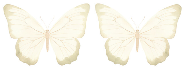 Fototapeta premium PNG Butterfly as divider watercolor invertebrate appliance animal.