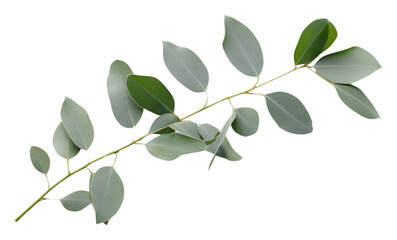 PNG Eucalyptus plant herbs leaf.