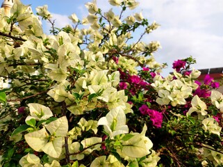 Bougainvillea is a genus of vibrant, flowering vines, shrubs, and trees native to South America,...