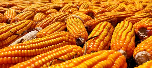 Flint corn is a variant of maize, the same species as common corn.