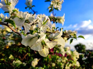 Bougainvillea is a genus of vibrant, flowering vines, shrubs, and trees native to South America, especially Brazil, Peru, and Argentina.
