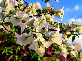 Bougainvillea is a genus of vibrant, flowering vines, shrubs, and trees native to South America,...