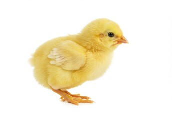 Obraz premium Small yellow chick isolated on white background in studio shot