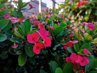 Euphorbia milii, the crown-of-thorns, Christ plant or Christ's thorn, is a species of flowering plant in the spurge family, Euphorbiaceae, native to Madagascar.