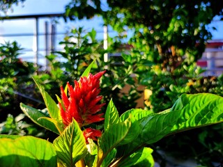 Celosia, Crested Cock's-comb, Cock's comb is a small genus of edible and ornamental plants in the...