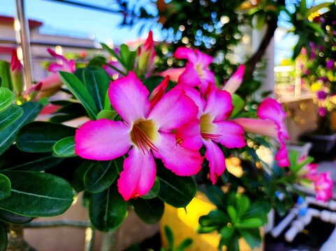 Adenium obesum, more commonly known as a desert rose, is a poisonous species of flowering plant belonging to the tribe Nerieae of the subfamily Apocynoideae of the dogbane family, Apocynaceae.