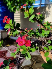 Euphorbia milii, the crown-of-thorns, Christ plant or Christ's thorn, is a species of flowering plant in the spurge family, Euphorbiaceae, native to Madagascar.