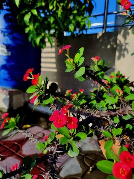 Euphorbia milii, the crown-of-thorns, Christ plant or Christ's thorn, is a species of flowering plant in the spurge family, Euphorbiaceae, native to Madagascar.