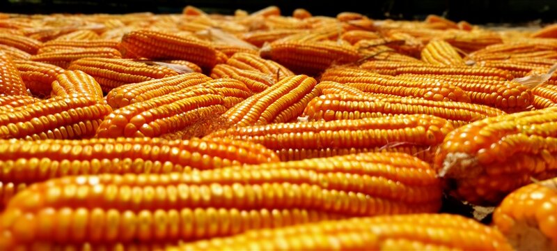 Flint corn is a variant of maize, the same species as common corn. - Powered by Adobe