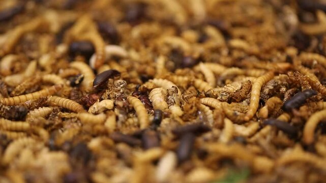 close up of Mealworm, close up of Caterpillars
