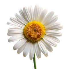 Fototapeta premium Single daisy flower isolated on white background png ai generated isolated on a white background