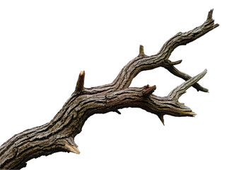 A rustic tree branch with unique curves against a white background.
