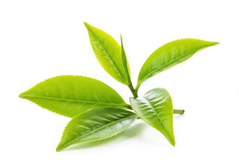 Obraz premium Fresh green tea leaves isolated on white background