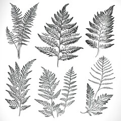 Detailed Fern Illustrations Set