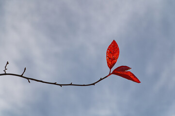 A branch has orangey red autumn leaves on it. An upright ones has holes in it.
