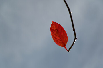An autumn leaf hangs on the end of its branch. It has turned orange.
