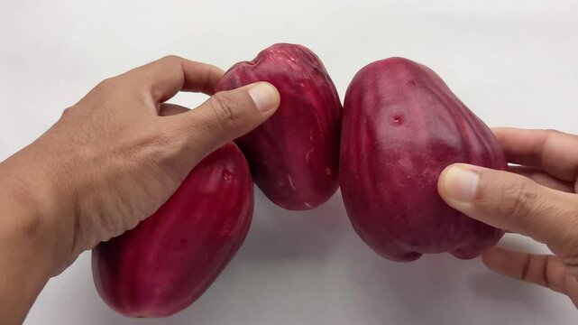 The hand places the large rose apple, or malay apple, or Syzygium malaccense, or jambu bol, or red guava, or jamaica guava