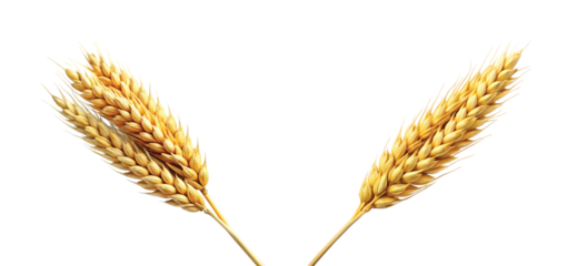 Dry Wheat Stalk: isolated dry wheat stalk, golden and crisp, natural agricultural element, PNG