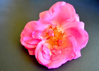 A closeup of a beautiful pink rose.