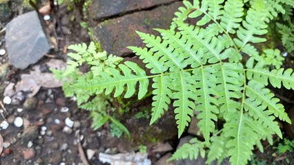 Dense Green Fern Cluster in Forest Trail, Onoclea Sensibilis Foliage Texture for Natural Wallpaper	