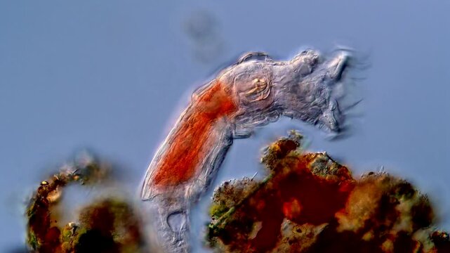 Freshwater Rotifer, 400x under DIC microscope 