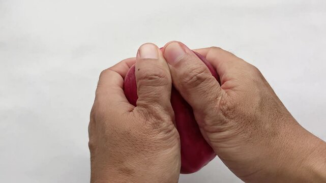 The hand squeezes to open the rose apple, or malay apple, or Syzygium malaccense, or jambu bol, or red guava, or jamaica guava