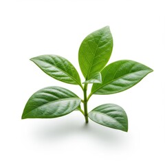 Obraz premium Green leaves isolated on white background for botanical illustrations, educational materials, and nature-themed designs.