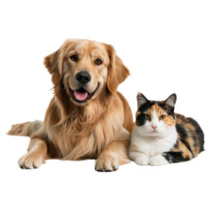 Obraz premium A happy golden retriever and a calico cat lying together on a white background