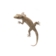 Naklejka premium Leaping Gecko A Dynamic Reptile in Mid-Air