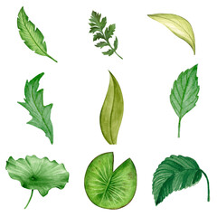 set of leaves