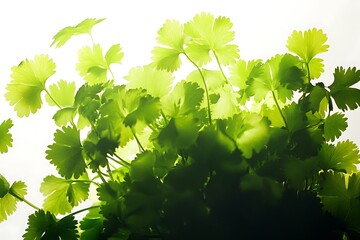 Green Cilantro (Coriander) Leaves Isolated on White Background