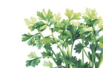 Green Cilantro Coriander Leaves Isolated