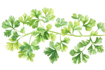 bunch of fresh, green cilantro coriander leaves is isolated