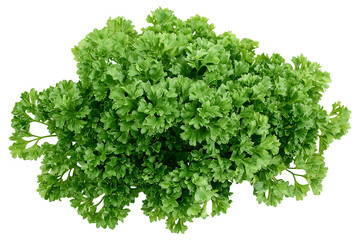 green parsley is isolated