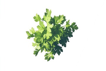 bunch of fresh, green parsley is isolated
