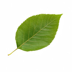 Obraz premium A vibrant green leaf showcasing intricate veins and natural beauty.