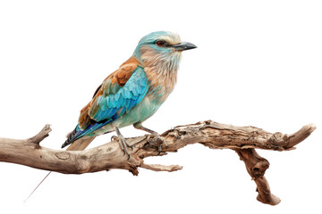 PNG Colorful bird perched on branch
