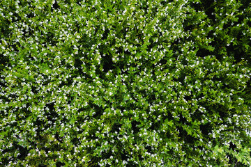 Obraz premium green leaves background