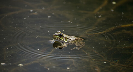 Serene Frog in Murky Water, Ripples Expanding