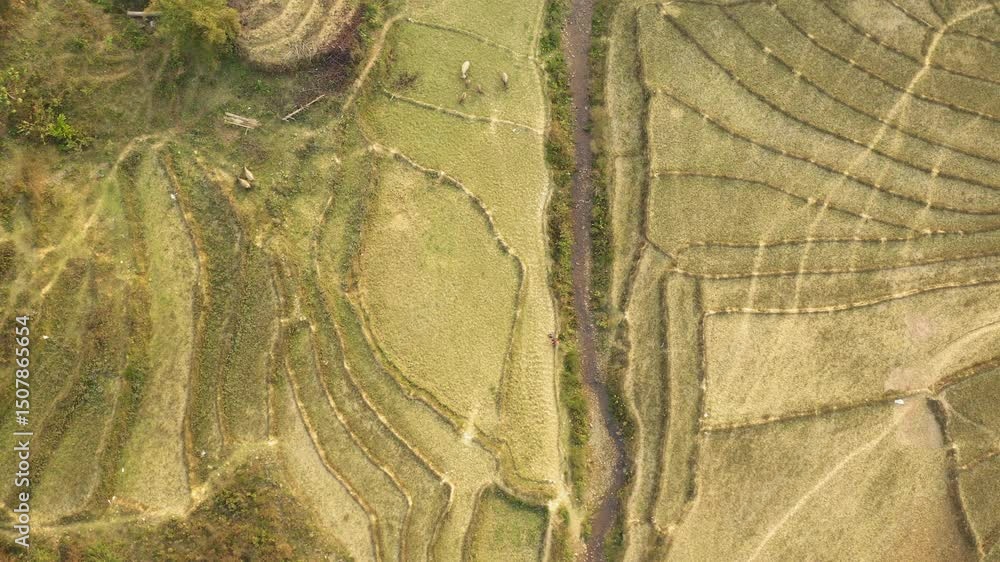 Poster aerial top-down shot of lush fields, revealing patterns and textures from above. ideal for agricultu
