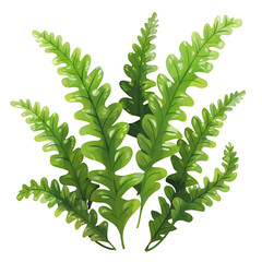 Lush Fern Illustration On A Black Backdrop. Ideal For Adding A Touch Of Nature To Your Design Projects. Fresh, Vibrant, And Versatile.