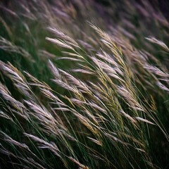 subtle patterns in windblown grass captured in twilight