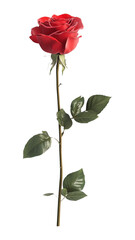 Obraz premium PNG A fresh rose flower leaf stem botanical.