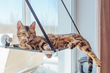 Cute little bengal kitty cat laying on the cat's window bed watching on the room. Sunny seat for cat on the window.