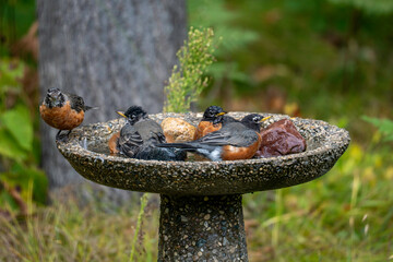 Four American robins at a backyard garden birdbath, with three birds sharing the water and one waiting to get in.